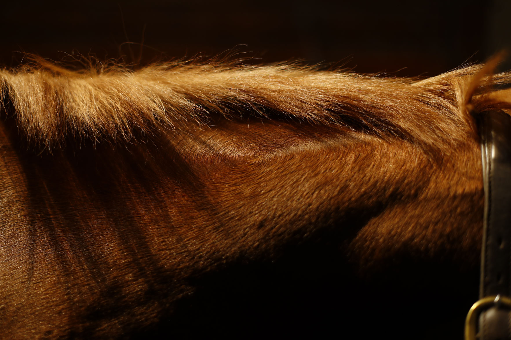 APTOPIX Virus Outbreak Olympic Equestrian Photo Gallery